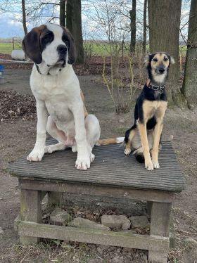 Langhaar Whippets Wiesenflitzer